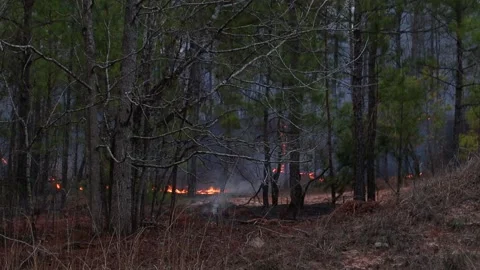 Pan of a controlled fire burning in the forest with dirt tracks to keep it fr Stock Footage 147517491