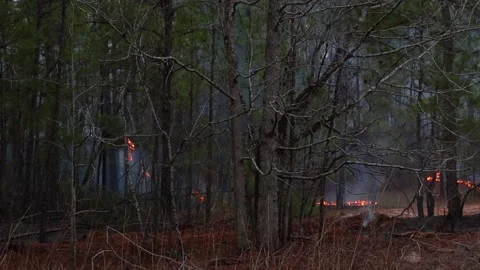 Pan of a controlled fire burning in the forest with dirt tracks to keep it fr Stock Footage 147517495