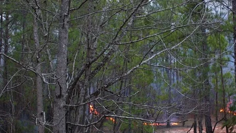 Pan of a controlled fire burning in the forest with dirt tracks to keep it fr Stock Footage 147517500