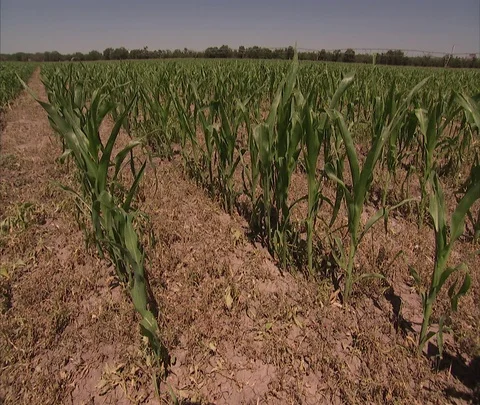 Pan of corn field Stock Footage 86690635