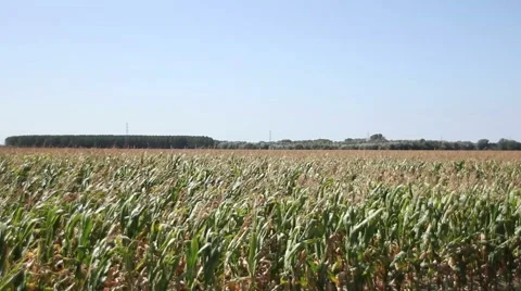 Pan on a corn field wind and blue sky 스톡 동영상 47991675