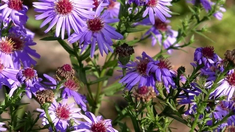 Pan: Cornflowers (centaurea cyanus) in autumn. Blue cornflowers in a garden Stock Footage 81177220