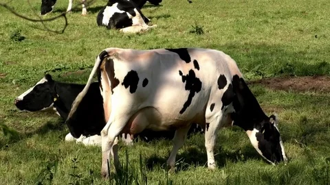 Pan: Cows (Holstein cows) grazing, shaking ears and heads synchronously Stock Footage 76794496
