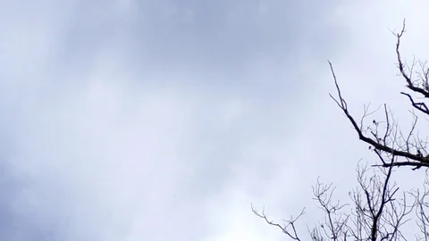 Pan: Crown of an old, dying, leafless tree in front of a grey cloudy sky Stock Footage 76809956