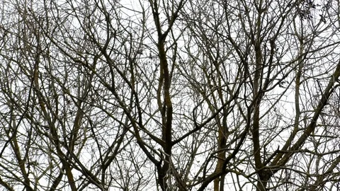 Pan: Crowns of almost leafless trees, few withered leaves, cloudy autumn morning Stock Footage 98614538