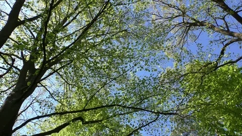 Pan: Crowns of beech trees with green leaves under a clear blue sky Stock Footage 76771468