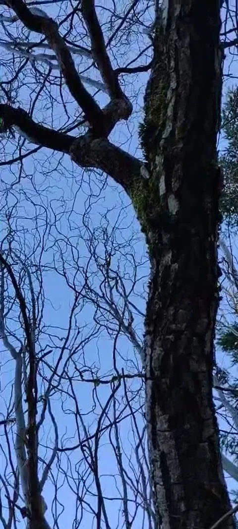 Pan of dark curly tree branches and blue sky Stock Footage 170993149