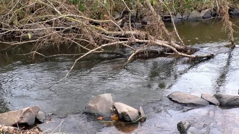 Pan: Dead fallen tree with withered grass and gray rocks in small stream, autumn Stock Footage 98614753