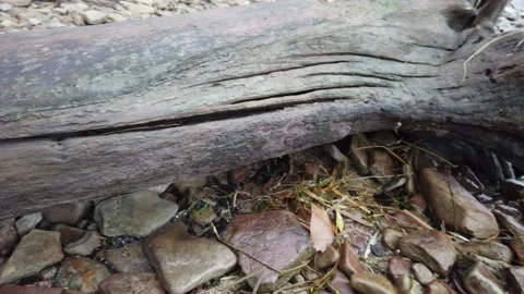 Pan of a dead log to the river Stock Footage 143197497