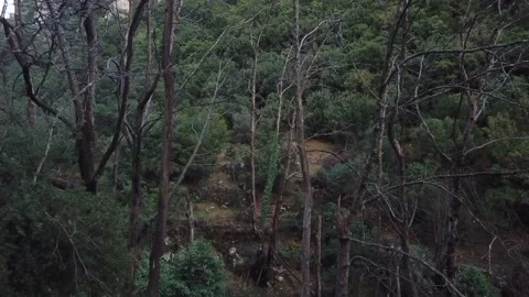 Pan of Dead plane trees affected by a fungus at Taygetos mountain in Greece  Stock Footage 134563539