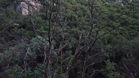 Pan of Dead plane trees affected by a fungus at Taygetos mountain in Greece Stock Footage 134563590