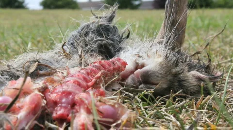 Pan dead rabbit Stockbeeldmateriaal 862056