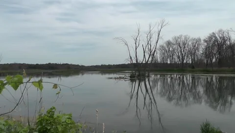 Pan From Dead-Tree Shore To Virgin Lake Stock Footage 201110401