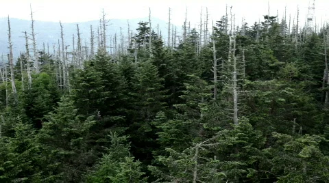Pan of Dead trees in Mountain forest Stock-Footage 773338
