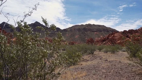 Pan-Desert vegetation blowing to red rock formation in Nevada desert Stock Footage 75021605