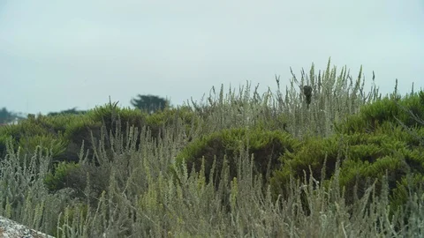 Pan of distinctive beach flora at Moss Landing beach, California Stock Footage 93840833