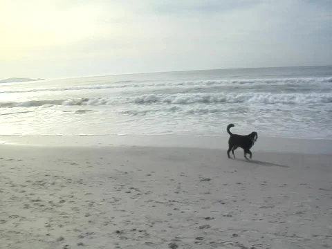 Pan to dogs playing at beach Video stock 707816