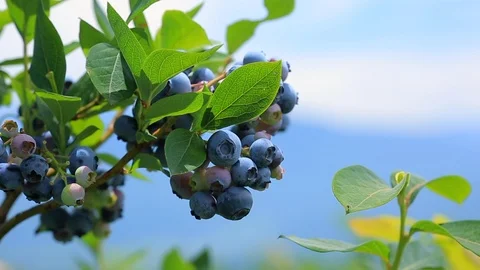 Pan dolly shot plantations of blueberry during harvest. Stock Footage