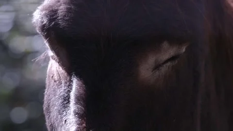 Pan from a donkey eyes to his muzzle. Video stock 140563050