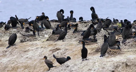Pan of Double-crested Cormorant, Phalacrocorax auritus, exclusive 4K Stock Footage 171773830