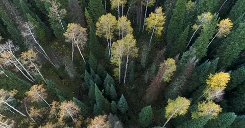 Pan Down Aerial Flight Over Mixed Fall Aspens and Pines 4K 動画素材 82766888