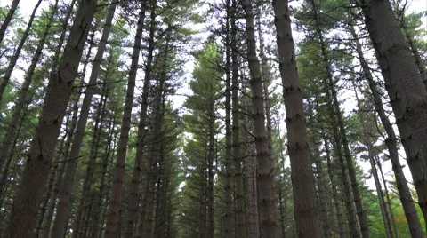 Pan down to amazing trail through middle of tall pines Stock Footage 55686487