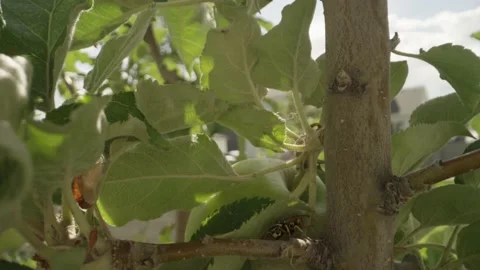 Pan down apple tree to European paper wasp in shade of leaf macro close-up shot Stock Footage 146922815