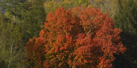 Pan down of autumn trees to people in the Great Smokey Mountain National Park Stock Footage 103777494