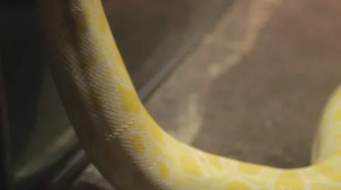 Pan Down the Back Of Yellow Boa Revealing a Python Video stock 24358428