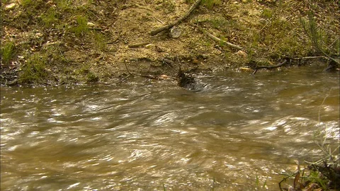 Pan down the bank of gentle stream Stock Footage 87833149