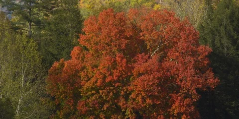 Pan down beautiful autumn trees in the Great Smokey Mountain National Park Stock Footage 103780096