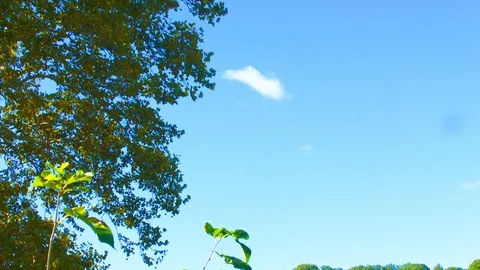 Pan down bridge lake nature Stock Footage 96634445