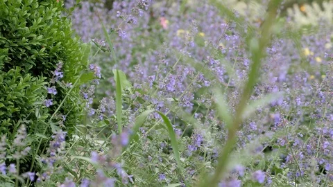 Pan down of a bunch of lavender flowers Stock Footage 110714101