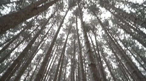 Pan down from canopy and walking forward through pine forest as snow falls Stock Footage 60858485