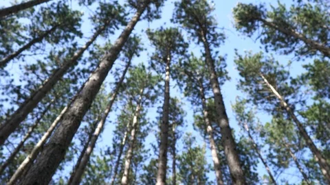 Pan Down from Canopy of forest of tall pines and move forward Stock Footage 75064081