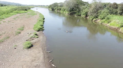 Pan down to Crocodiles in the Rio Grande Stock Footage 59797914