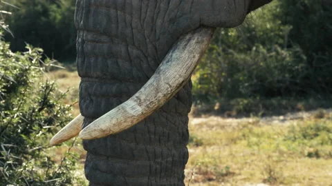 Pan Down on Elephant Trunk While Grazing Stock Footage 156087740