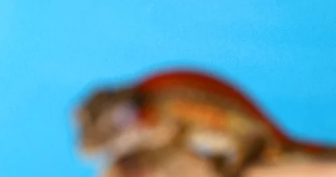 Pan Down &amp; Fade Into Focus A Of Gargoyle Gecko Staring At The Camera On A Branch Stock Footage 108394599