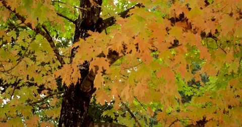 Pan down Fall Tree leaves Stock Footage 141539606