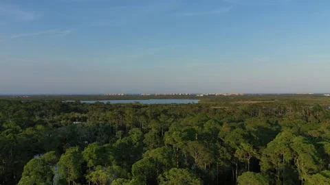 Pan Down Florida Forest Stock Footage 157373628