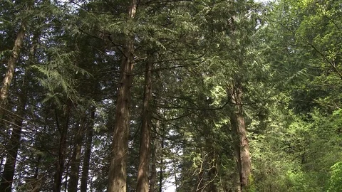 Pan down of a forest and of trail path Stock Footage 75270664