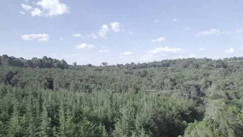 Pan down on a forest Stock Footage 328289124