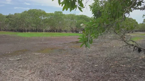 Pan down lake drying up due to severe weather at Melaleuca leucadendra Stock Footage 139972920