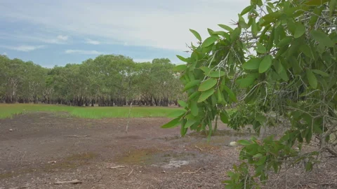 Pan down lake drying up due to severe weather at Melaleuca leucadendra Stock Footage 139973636