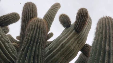 Pan Down Large Saguaro Cactus Stock Footage 82083384