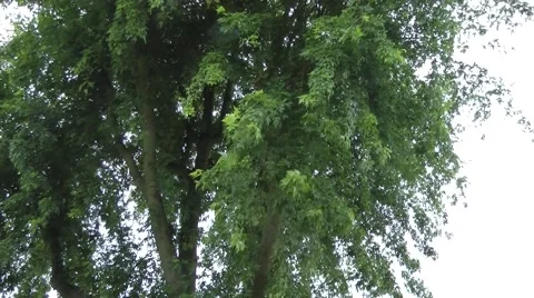 Pan Down Maple Tree to Street Stock Footage 41425910
