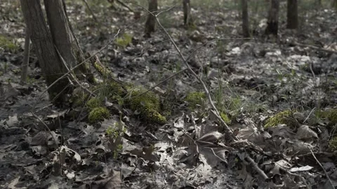 Pan Down a Mossy Tree Trunk to a Leafy Marsh in the Sun Vídeo Stock 229748057