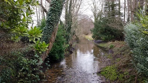 Pan down over water flowing in a stream UK countryside Stock Footage 100560906