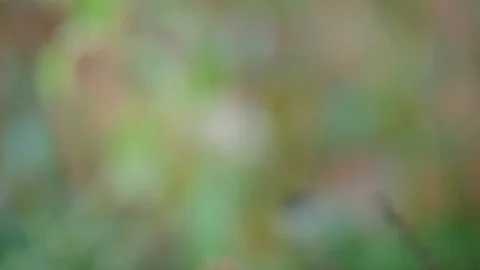 Pan down to reveal a large cluster of small purple flowers rocket in Garden w Video stock 95032448