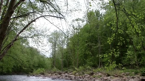 Pan down into river flowing through woods Vídeo Stock 81755765